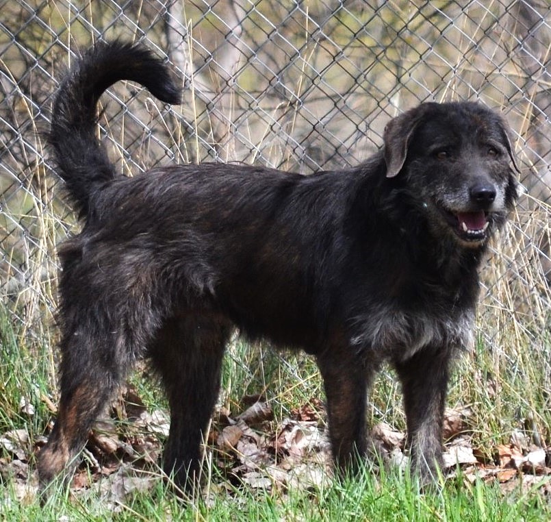 AILO, croisé Griffon, un super compagnon de vie
