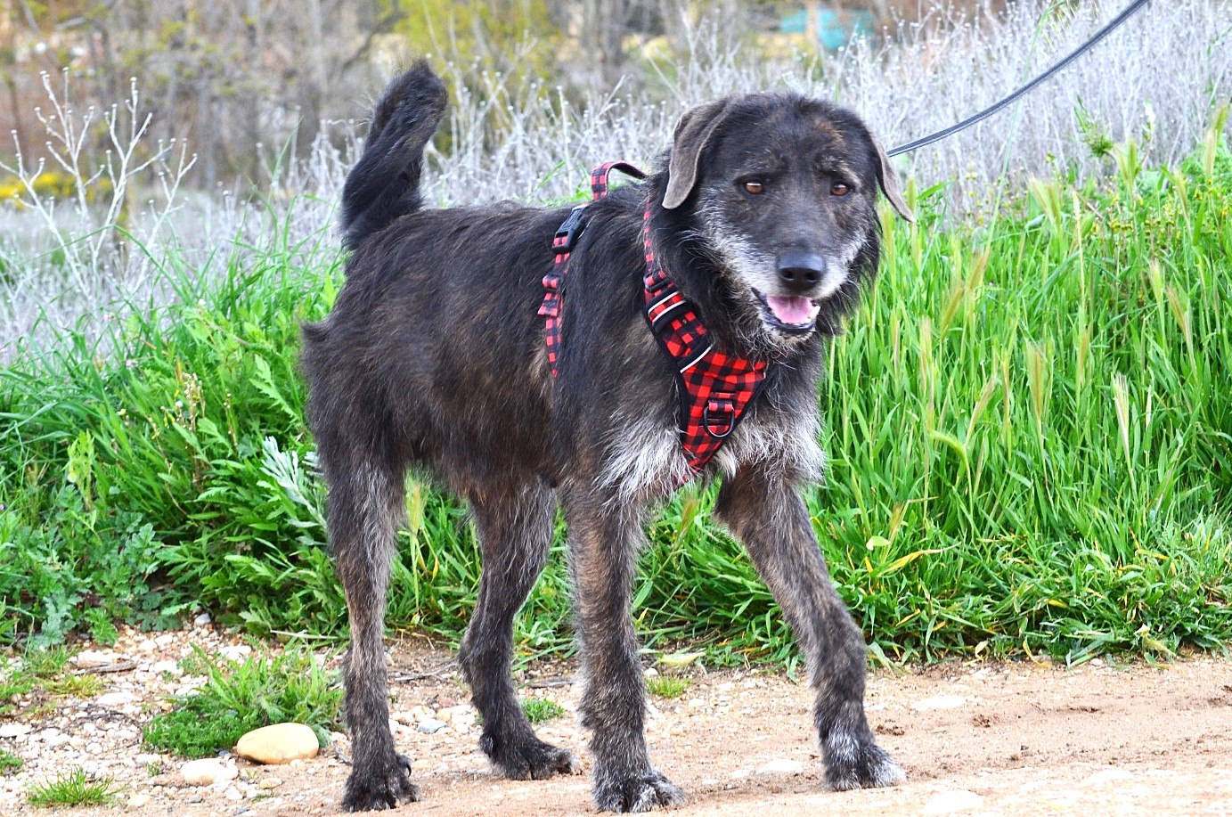 AILO, croisé Griffon, un super compagnon de vie