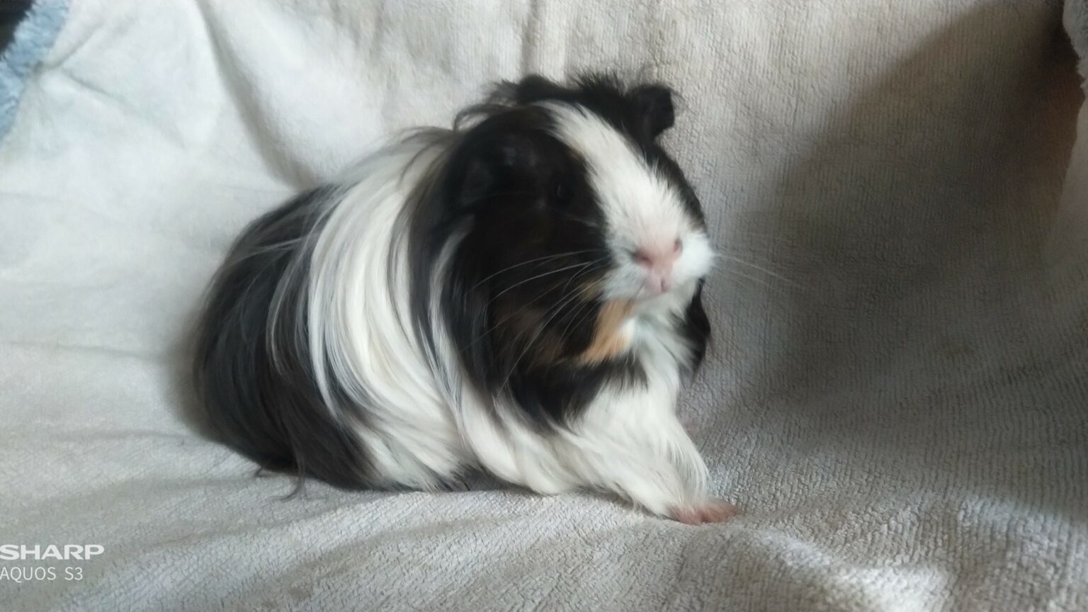 Casper, cochon d'Inde