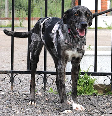 GELA, croisée Labrador à la robe atypique et d'une grande gentillesse