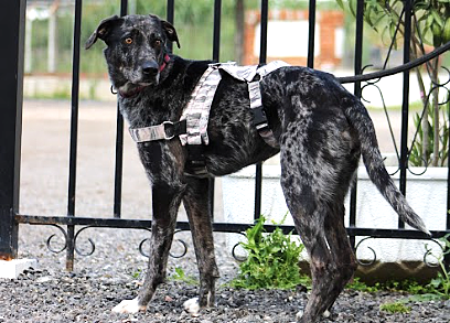 GELA, croisée Labrador à la robe atypique et d'une grande gentillesse