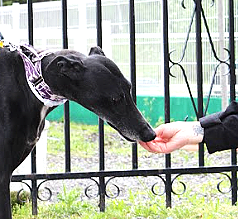 BALI, belle Galga qui adore le contact avec les humains