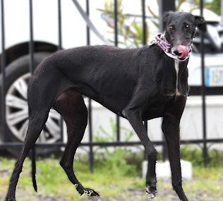 BALI, belle Galga qui adore le contact avec les humains