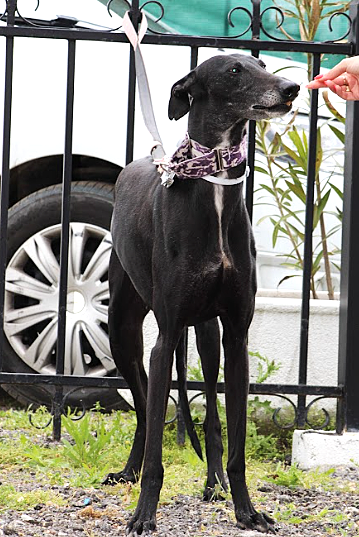 BALI, belle Galga qui adore le contact avec les humains
