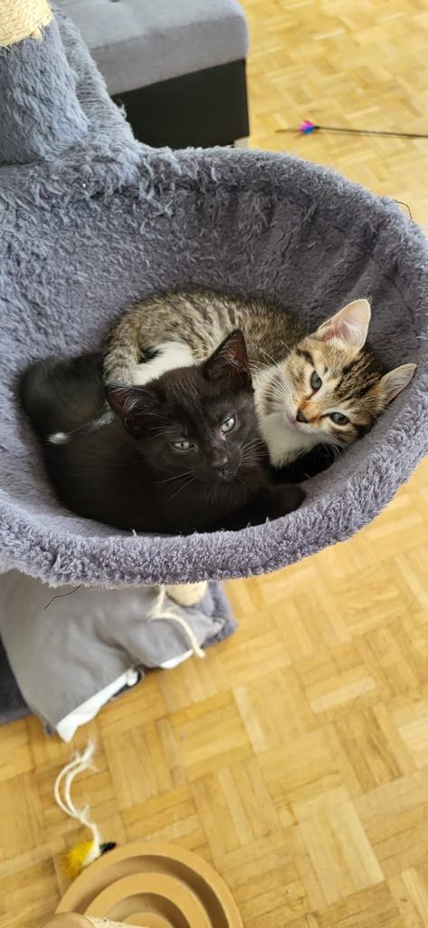 Athéna & Artémis