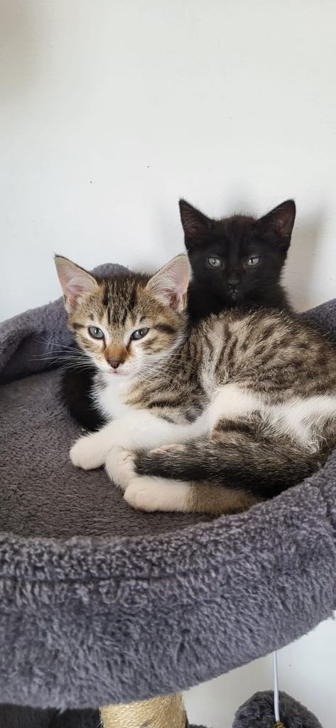 Athéna & Artémis