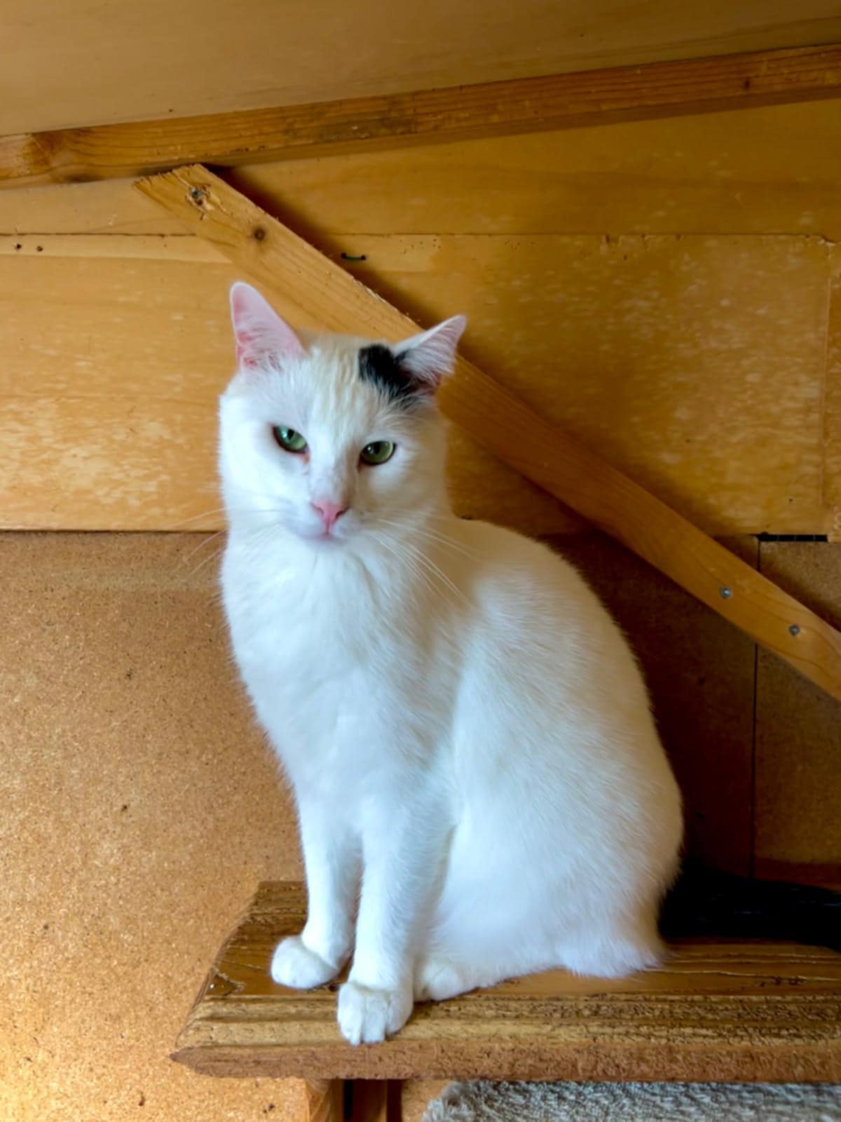 Domino