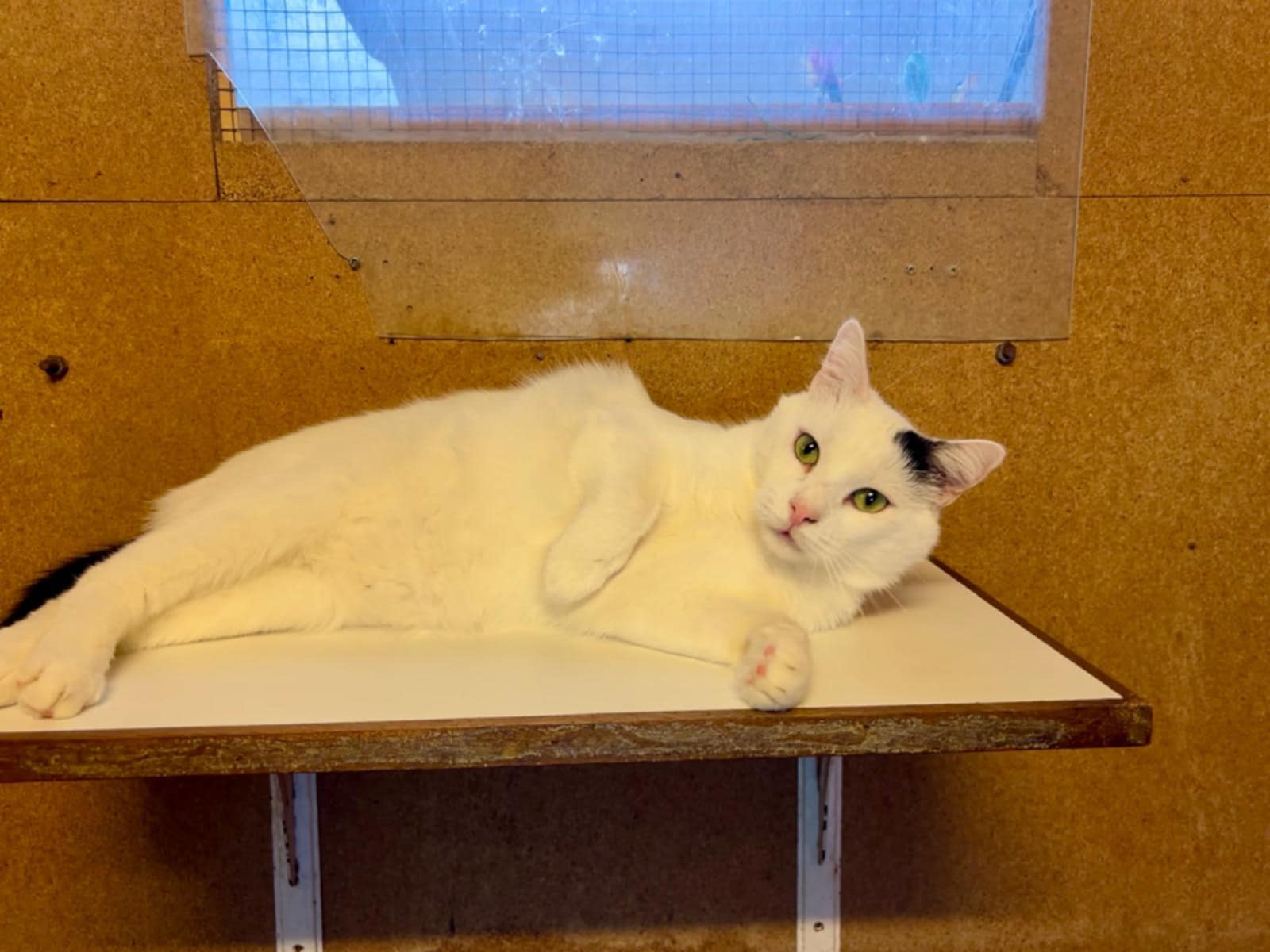 Domino
