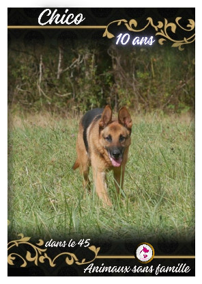 Chico