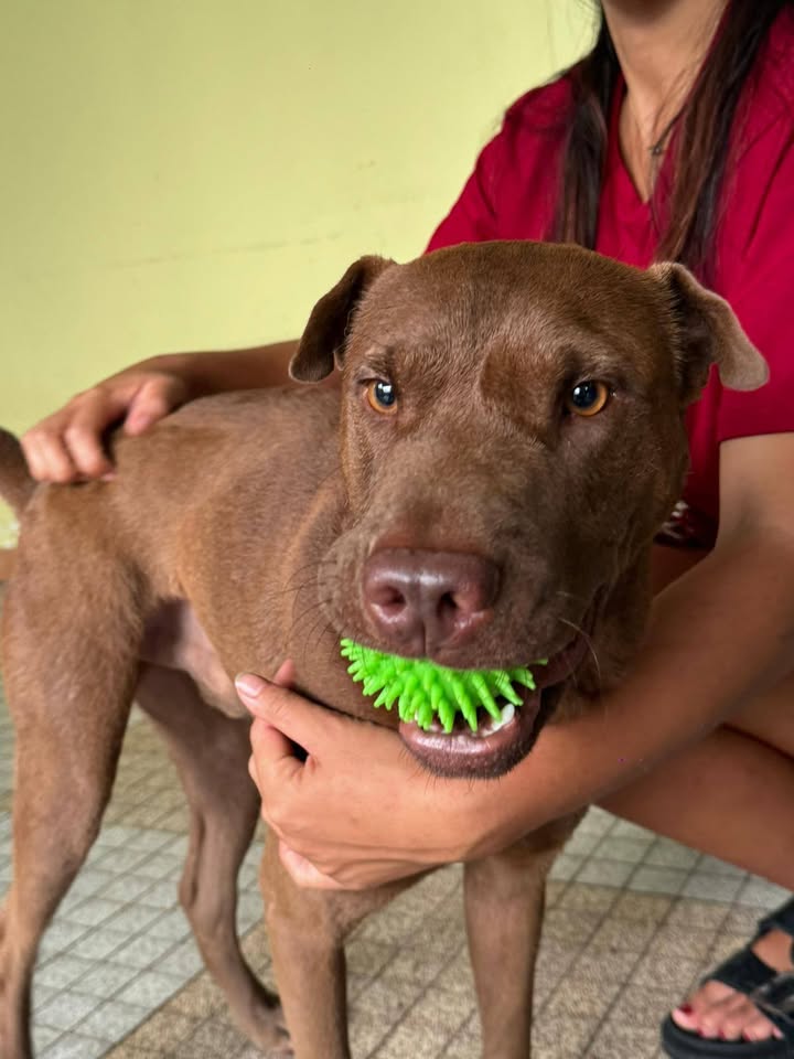 Pollux, mâle croisé shar pei, né le 03/06/2024🐶