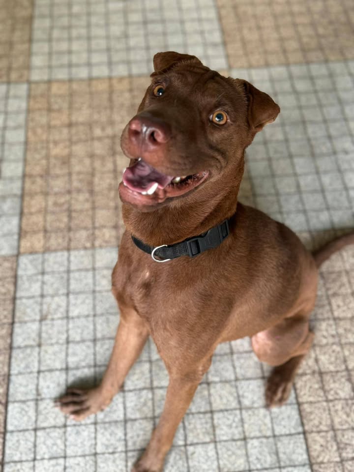 Pollux, mâle croisé shar pei, né le 03/06/2024🐶