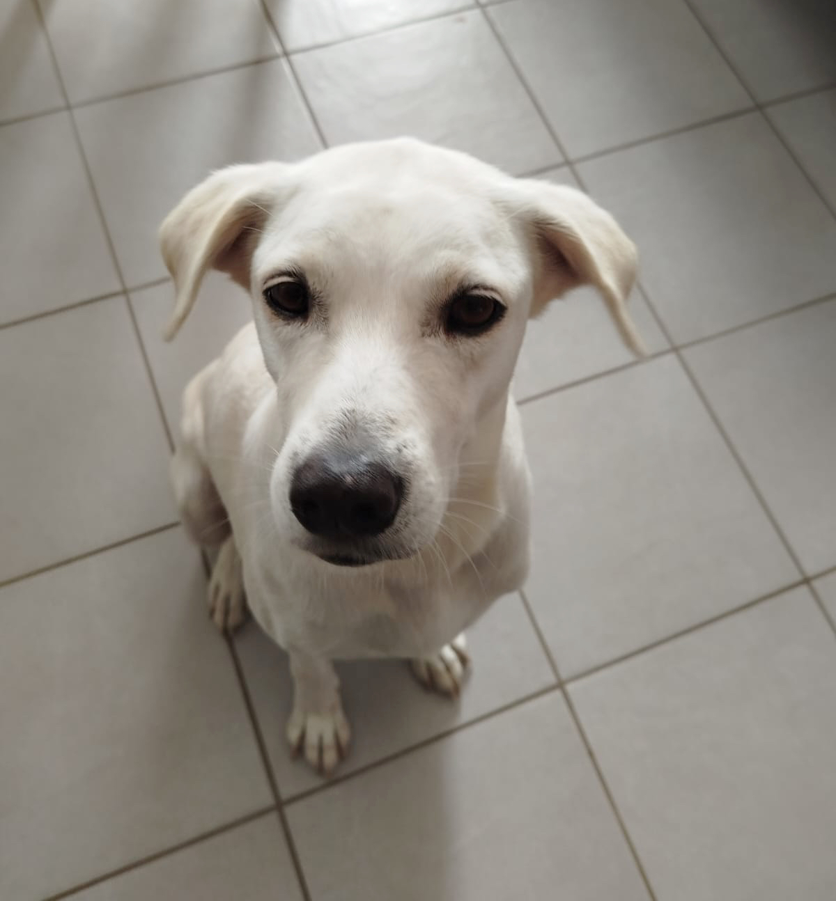 LILOU