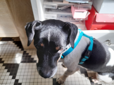Pequeno petit chien réunionnais