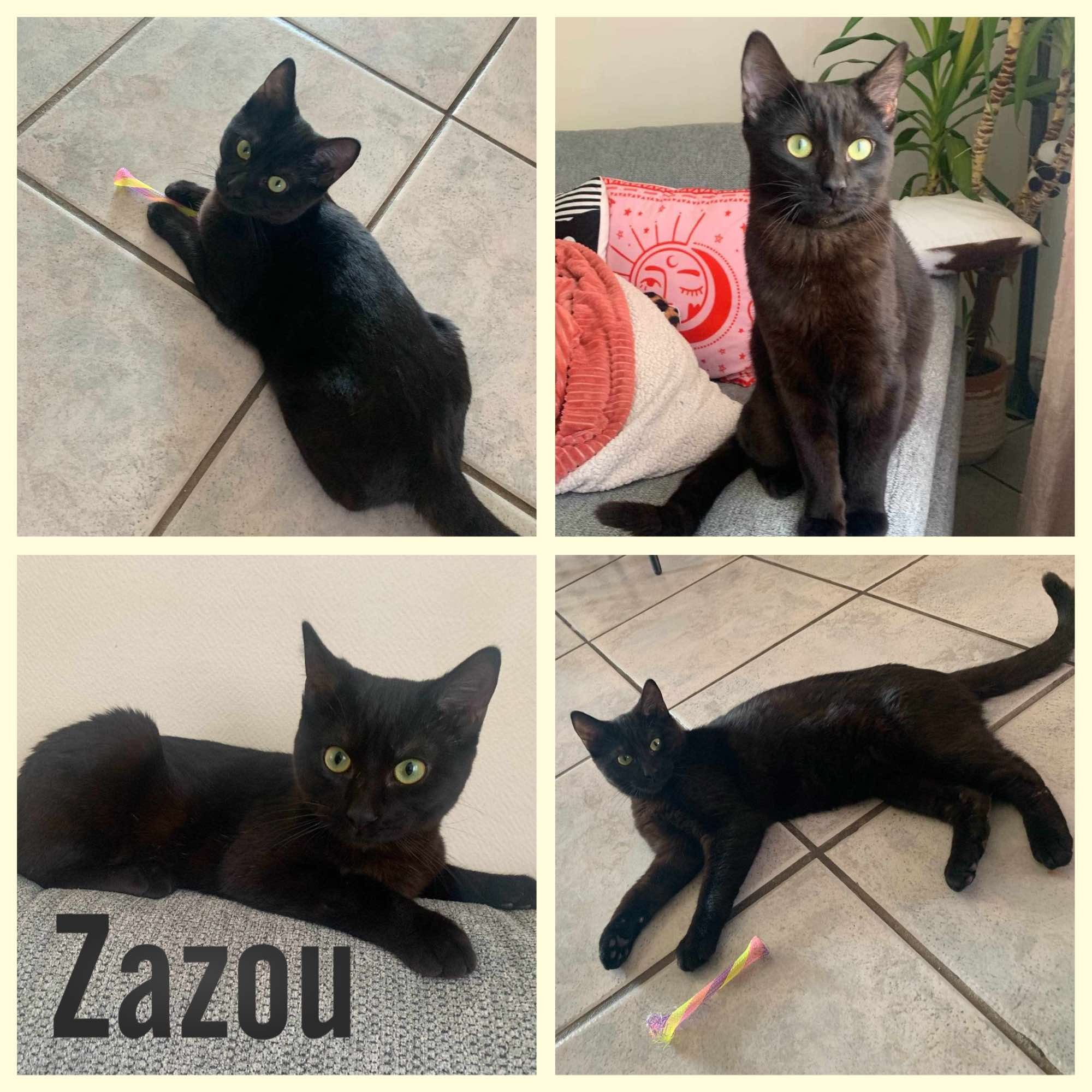Zazou