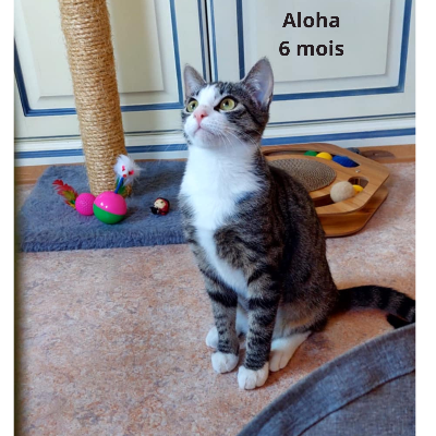 ALOHA