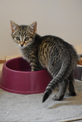 SHADOW-adoption en cours