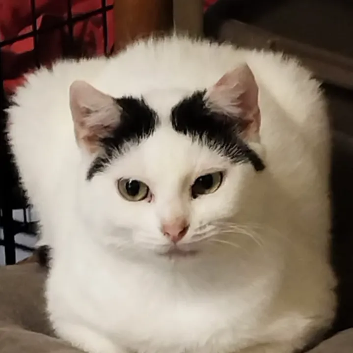 MELODIE