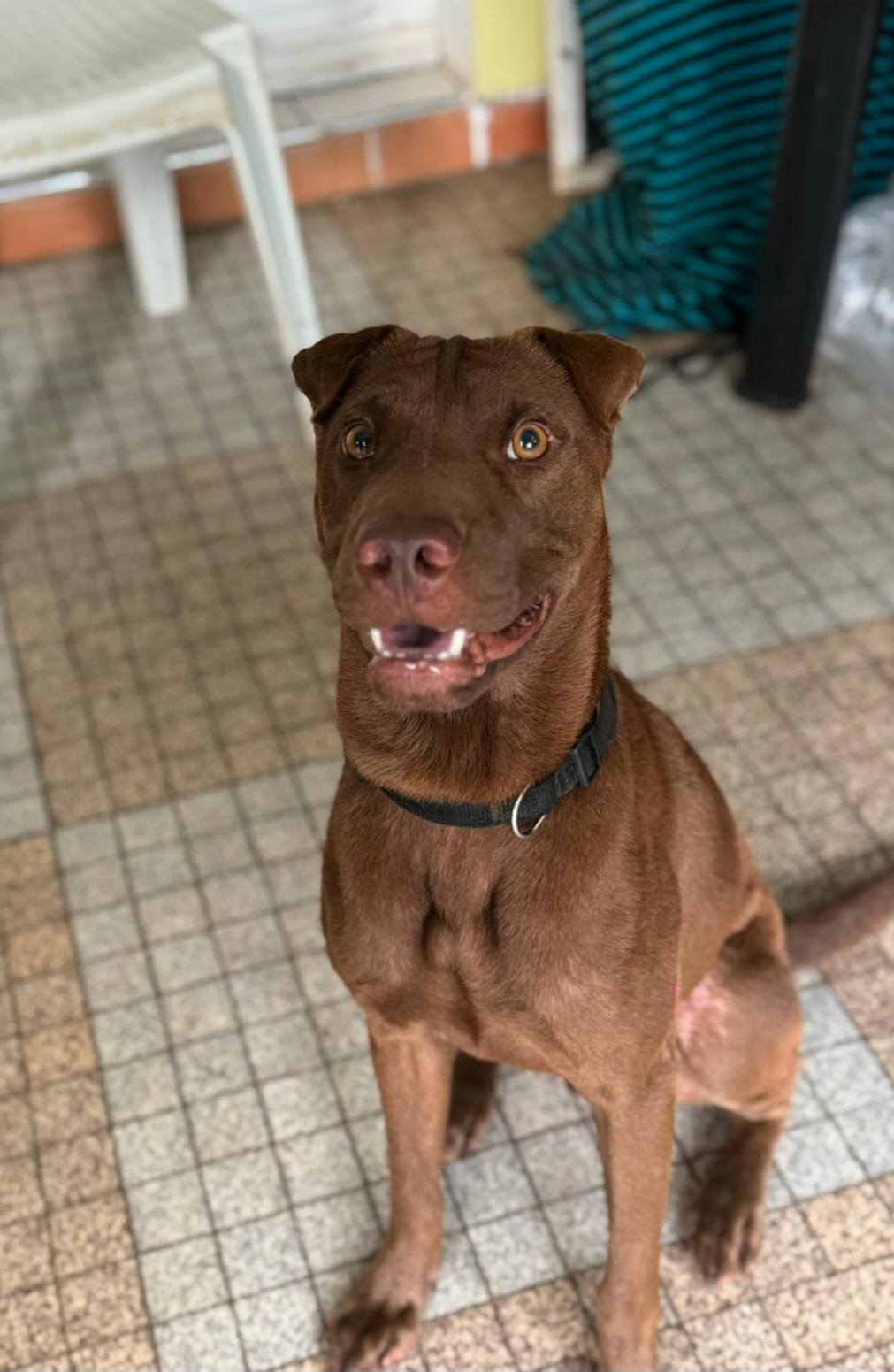 Pollux, mâle croisé shar pei, né le 03/06/2024🐶