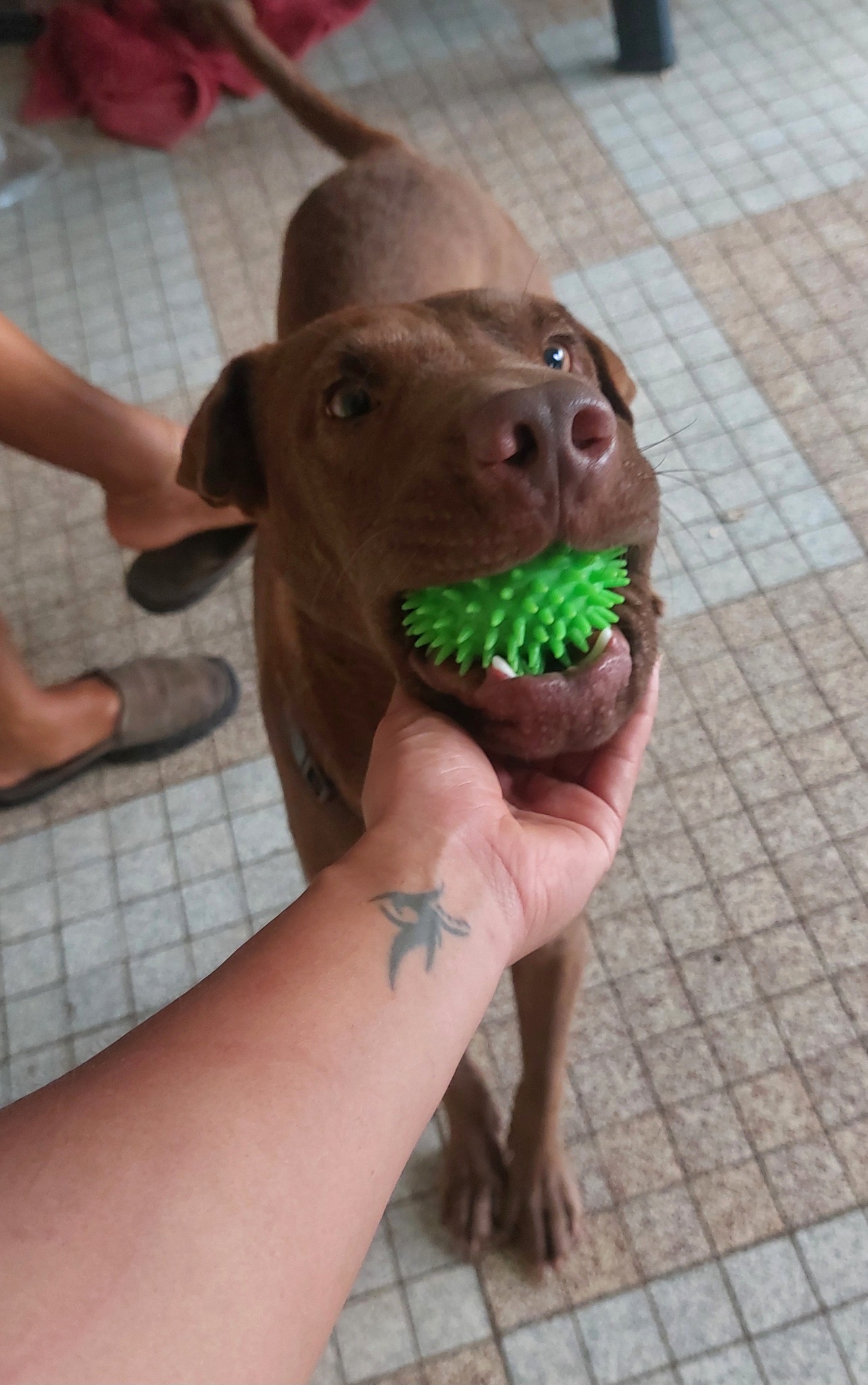 Pollux, mâle croisé shar pei, né le 03/06/2024🐶