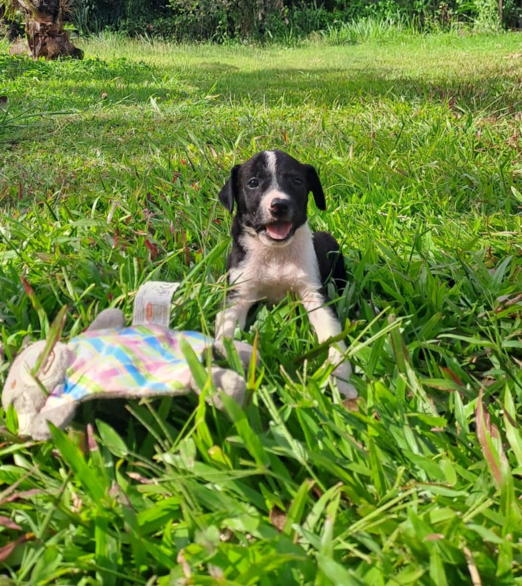 Hooper, chiot Mâle Croisé Créole NON-LOF