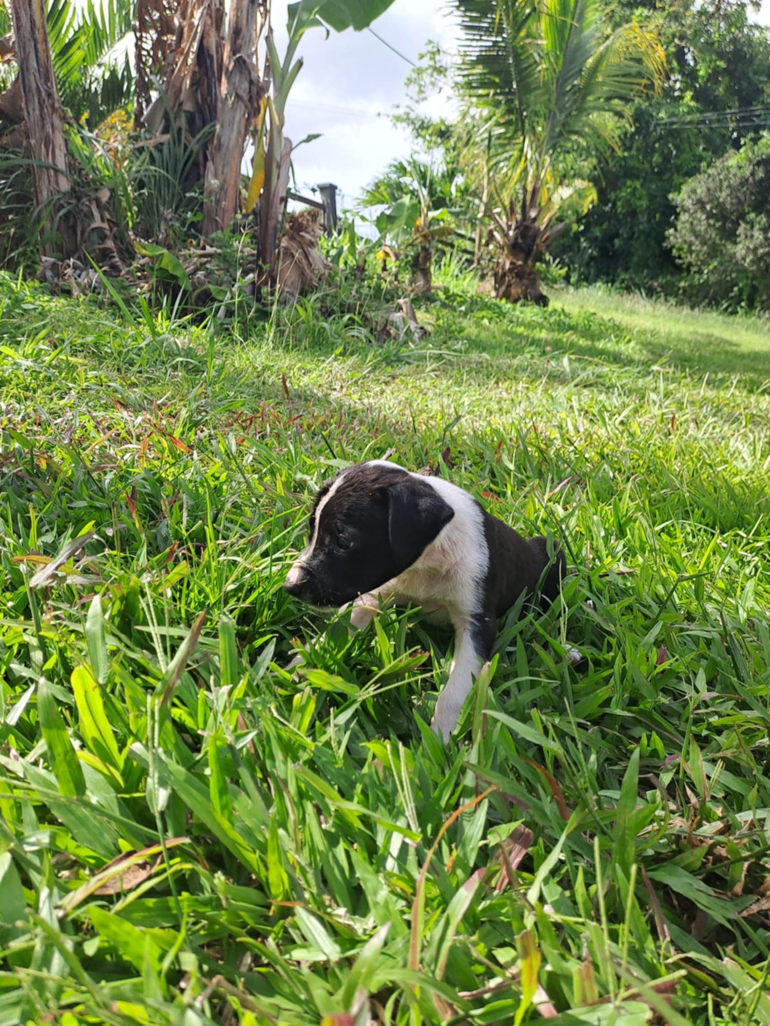 Hooper, chiot Mâle Croisé Créole NON-LOF
