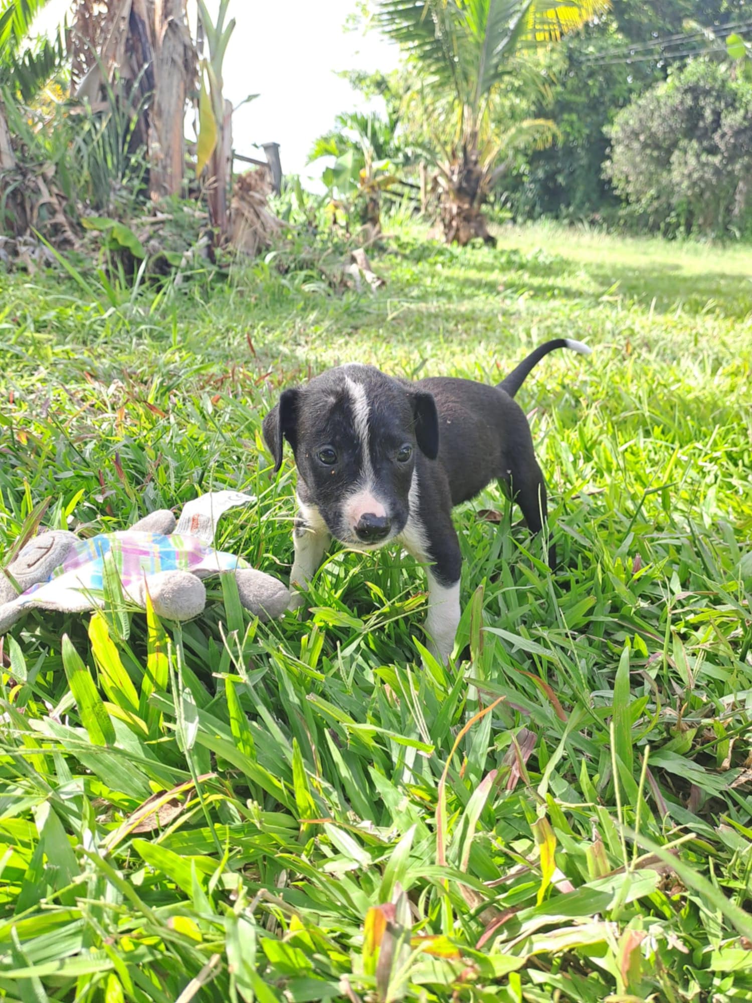 Hooper, chiot Mâle Croisé Créole NON-LOF