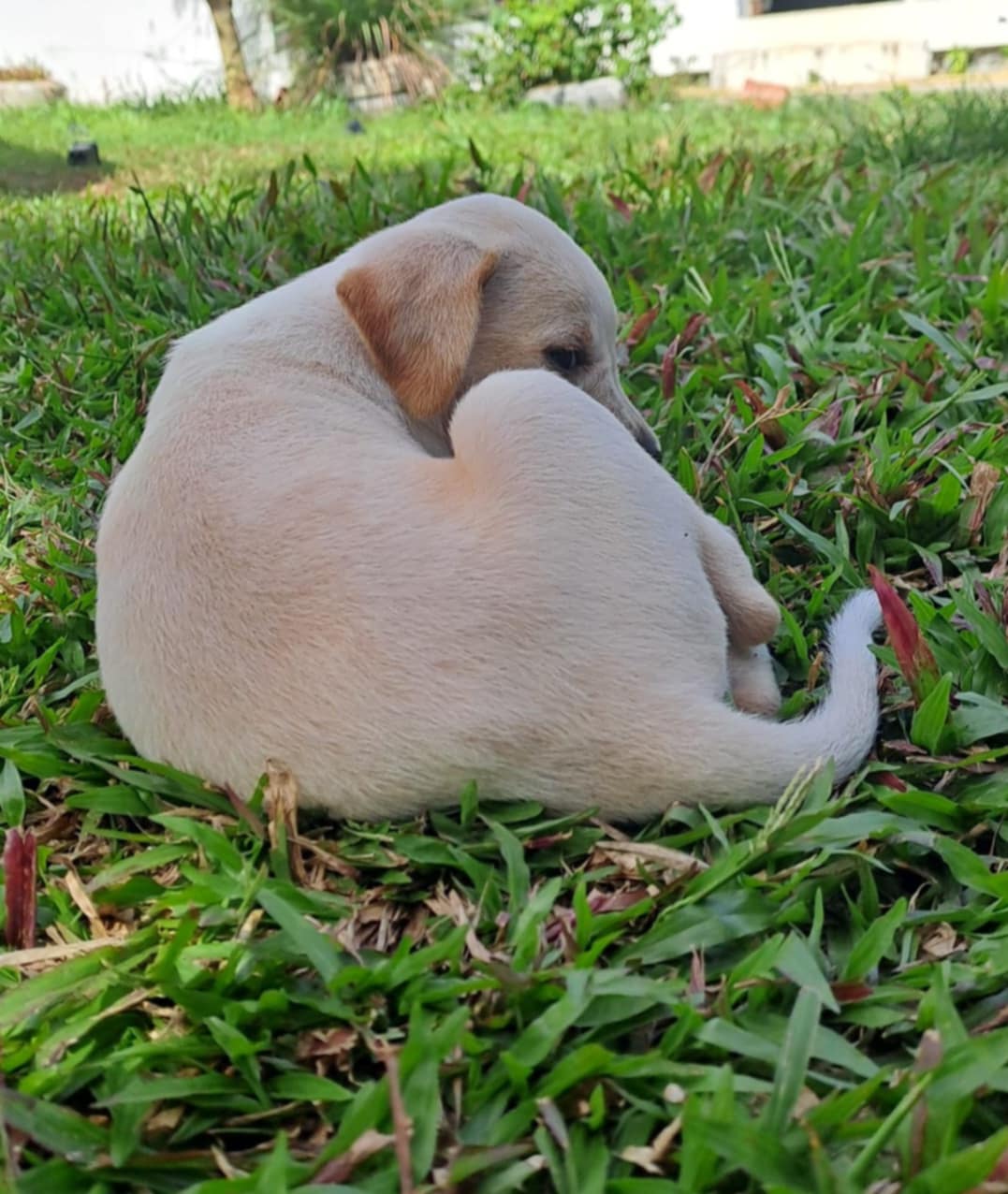 Indie, femelle croisée créole, née le 15/04/2025 🌼