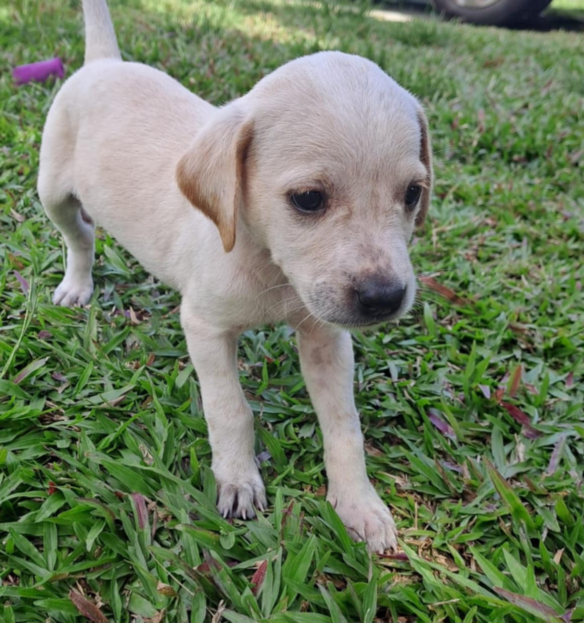 Indie, femelle croisée créole, née le 15/04/2025 🌼