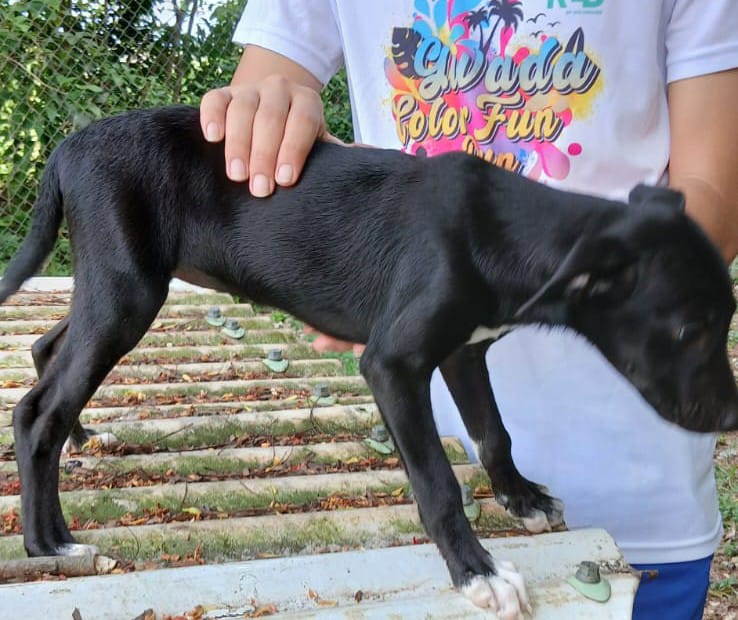 POLY adoption ou FA !!!