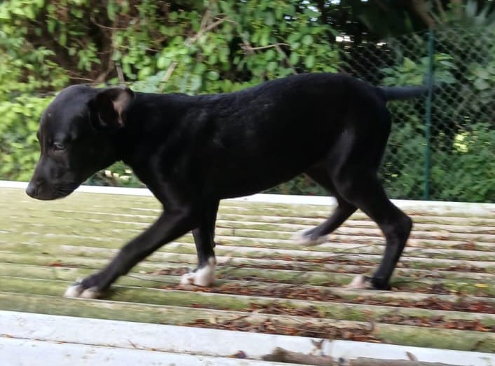 POLY adoption ou FA !!!