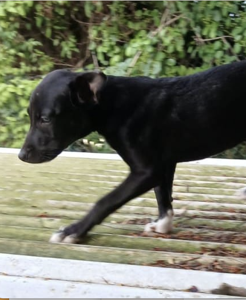 POLY adoption ou FA !!!