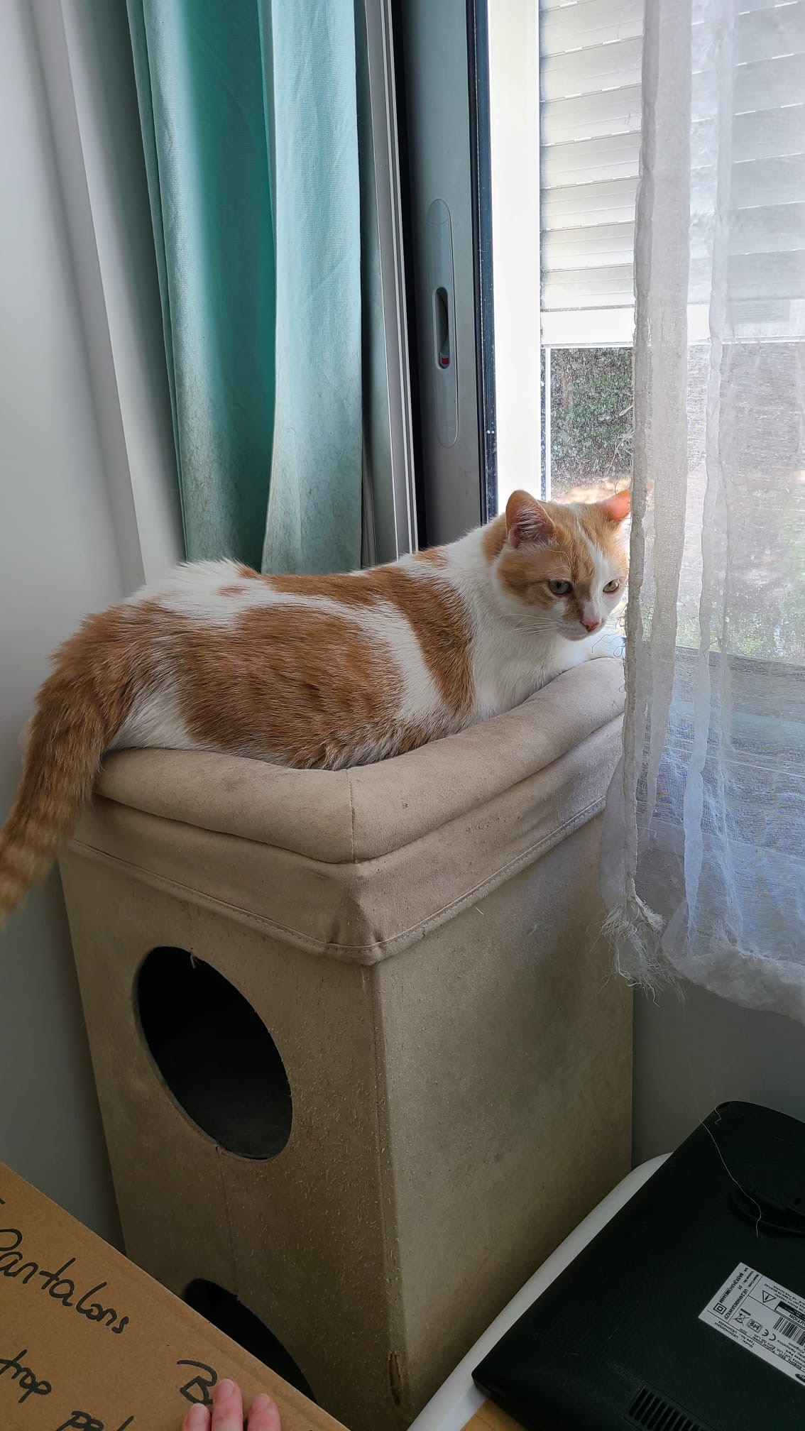 Simba