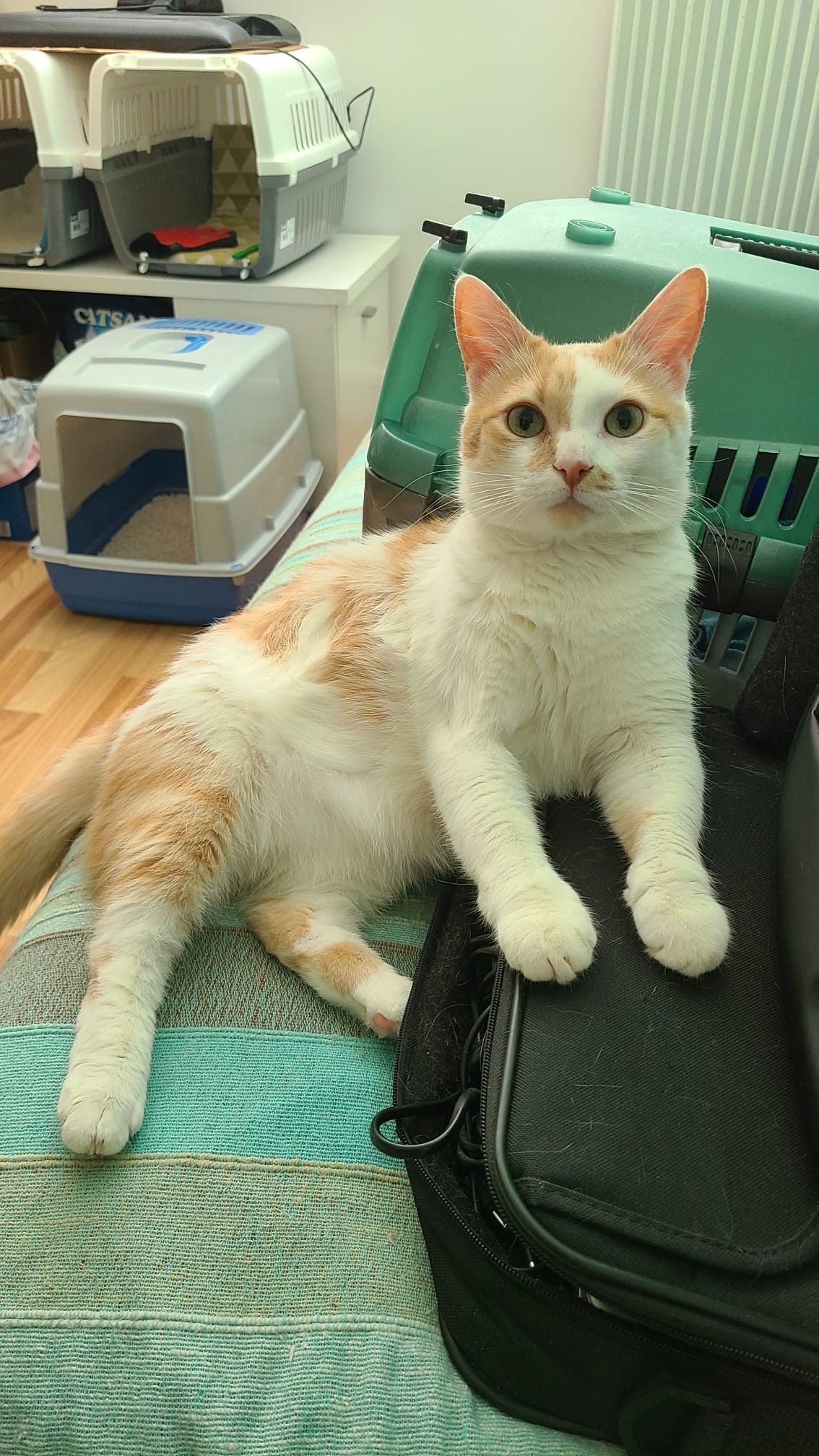 Simba