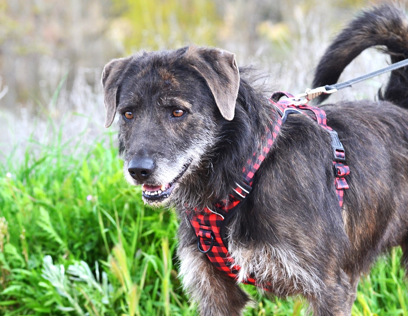 AILO, une famille pour ce gentil croisé Griffon ?