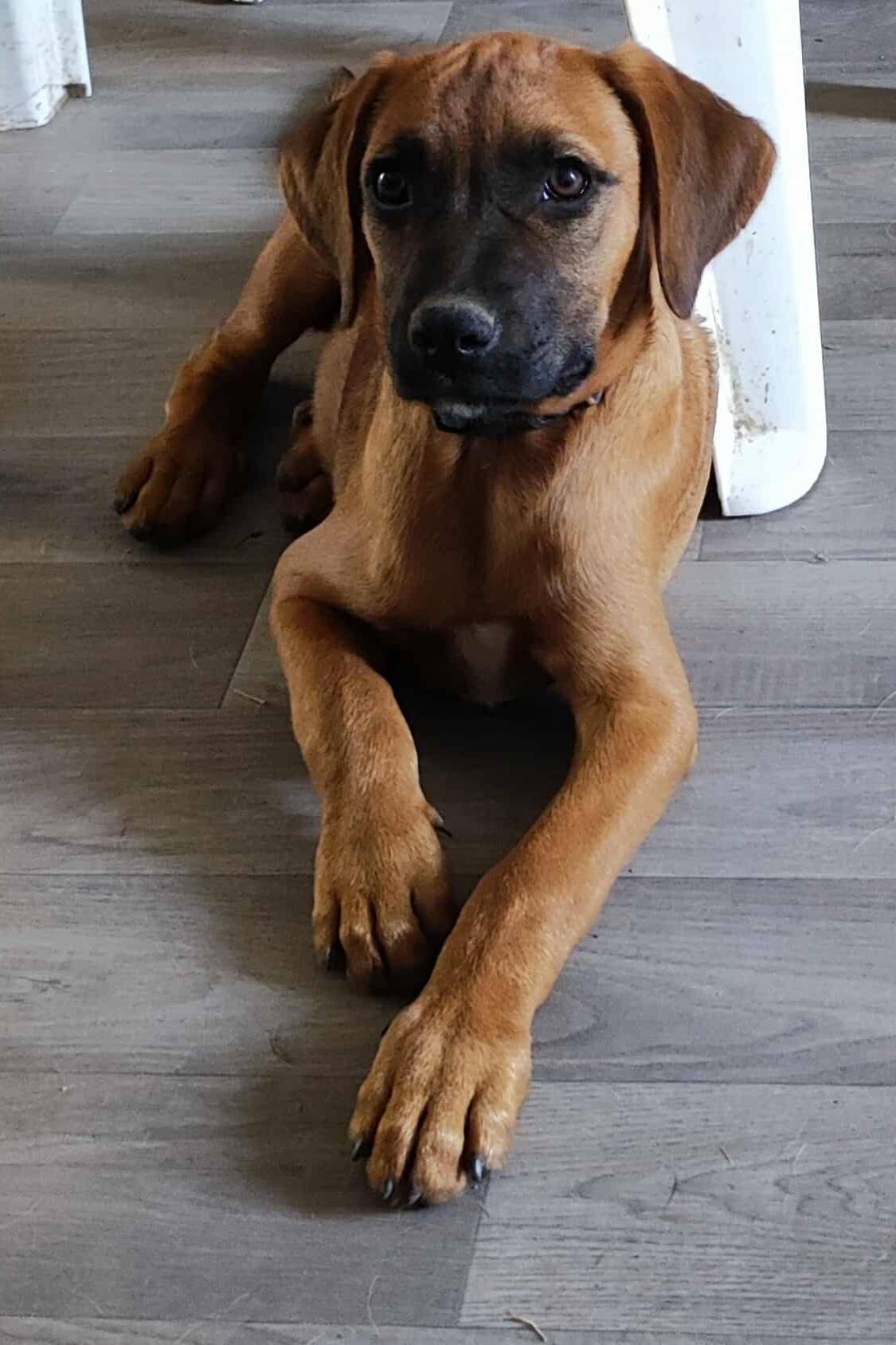 Malo, mâle, croisé berger, né le 20/02/2025 🐶