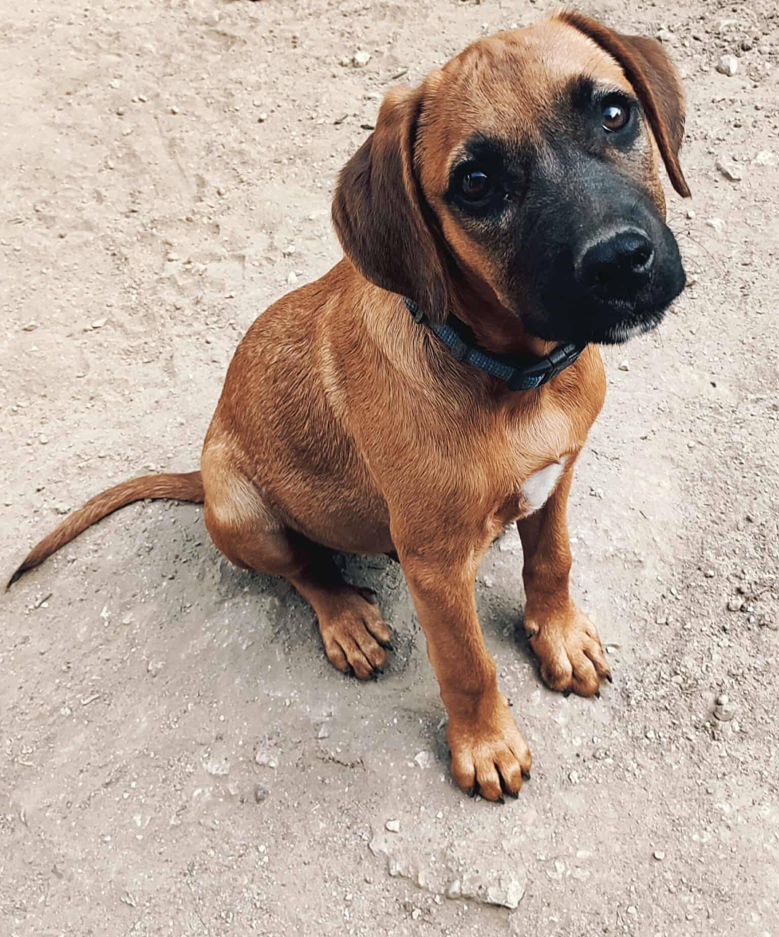 Malo, mâle, croisé berger, né le 20/02/2025 🐶