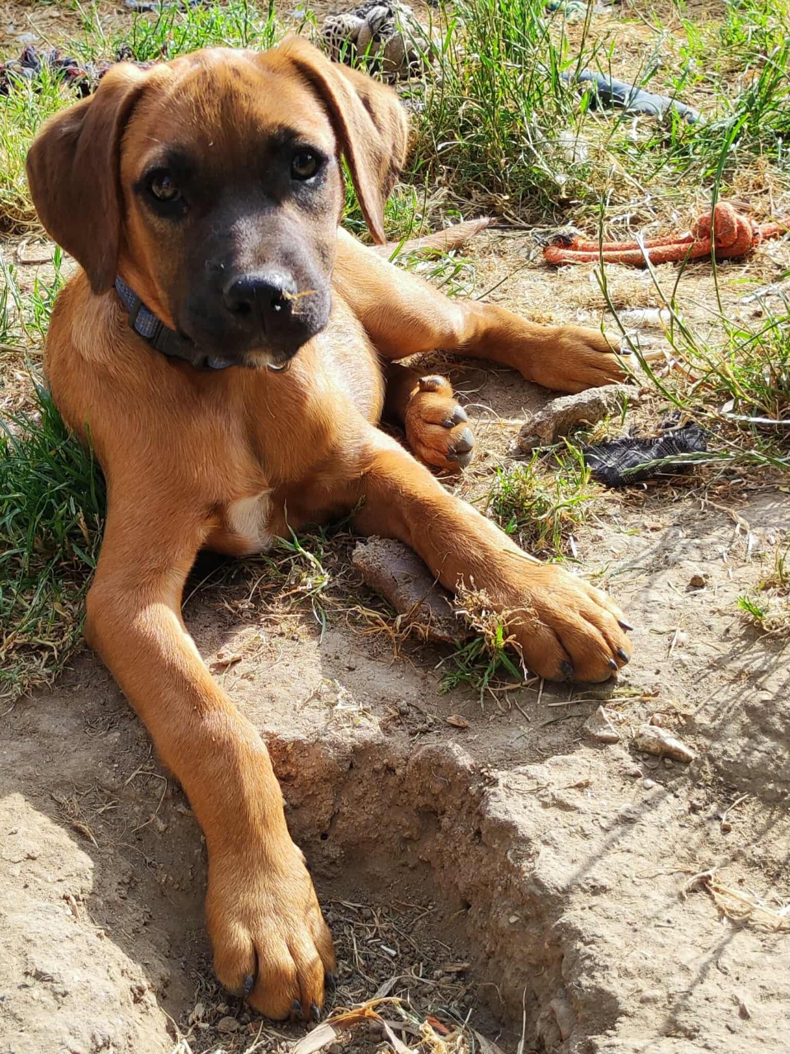 Malo, mâle, croisé berger, né le 20/02/2025 🐶