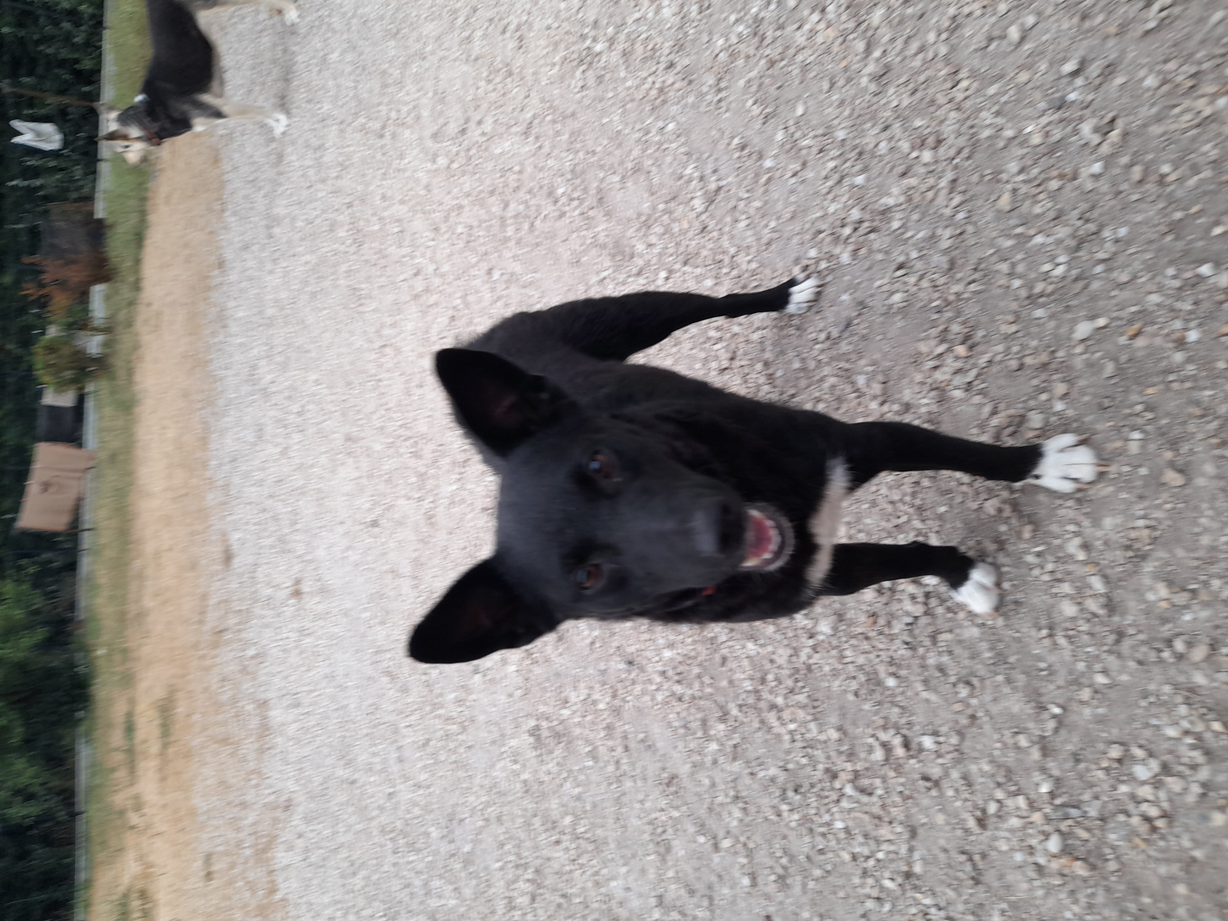 SHEBA chienne roumaine