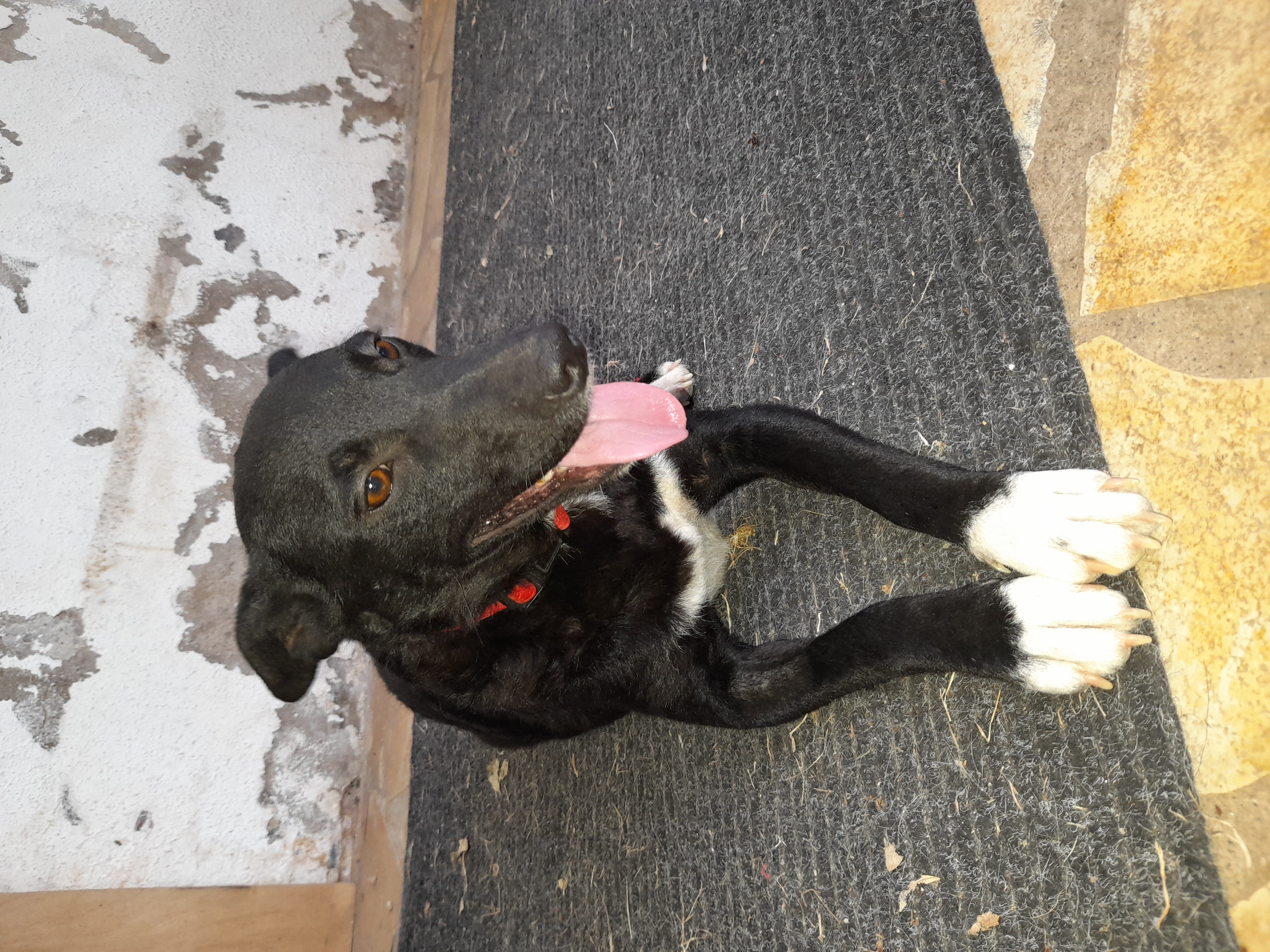 SHEBA chienne roumaine