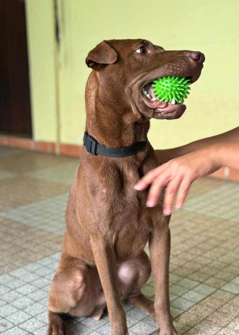 Pollux, mâle croisé shar pei, né le 03/06/2024🐶