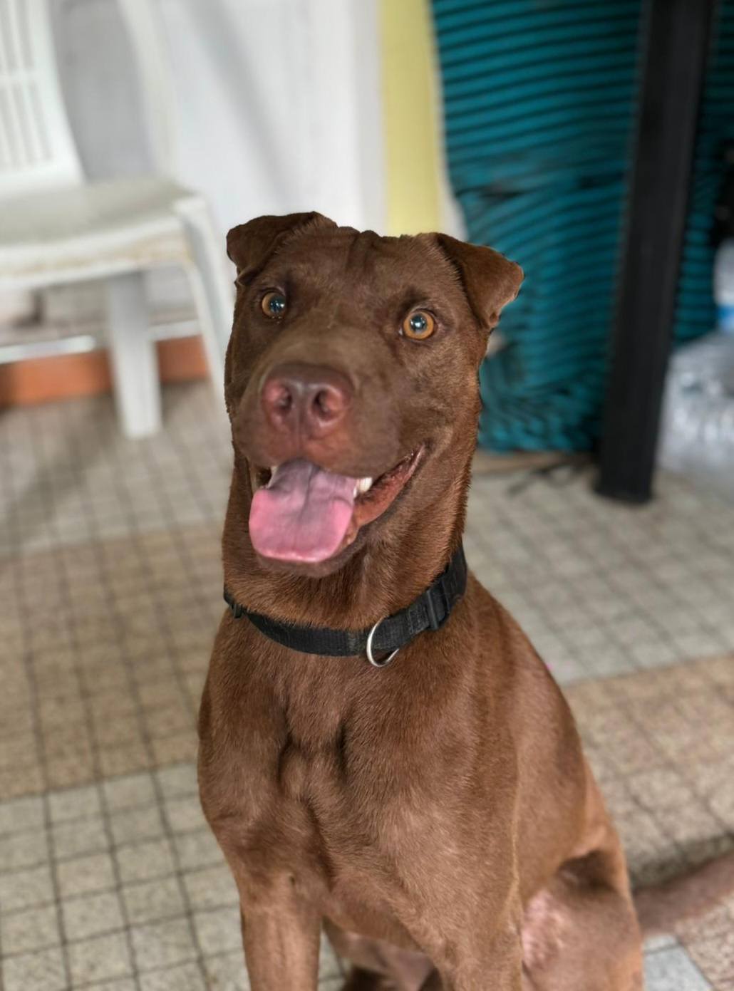 Pollux, mâle croisé shar pei, né le 03/06/2024🐶