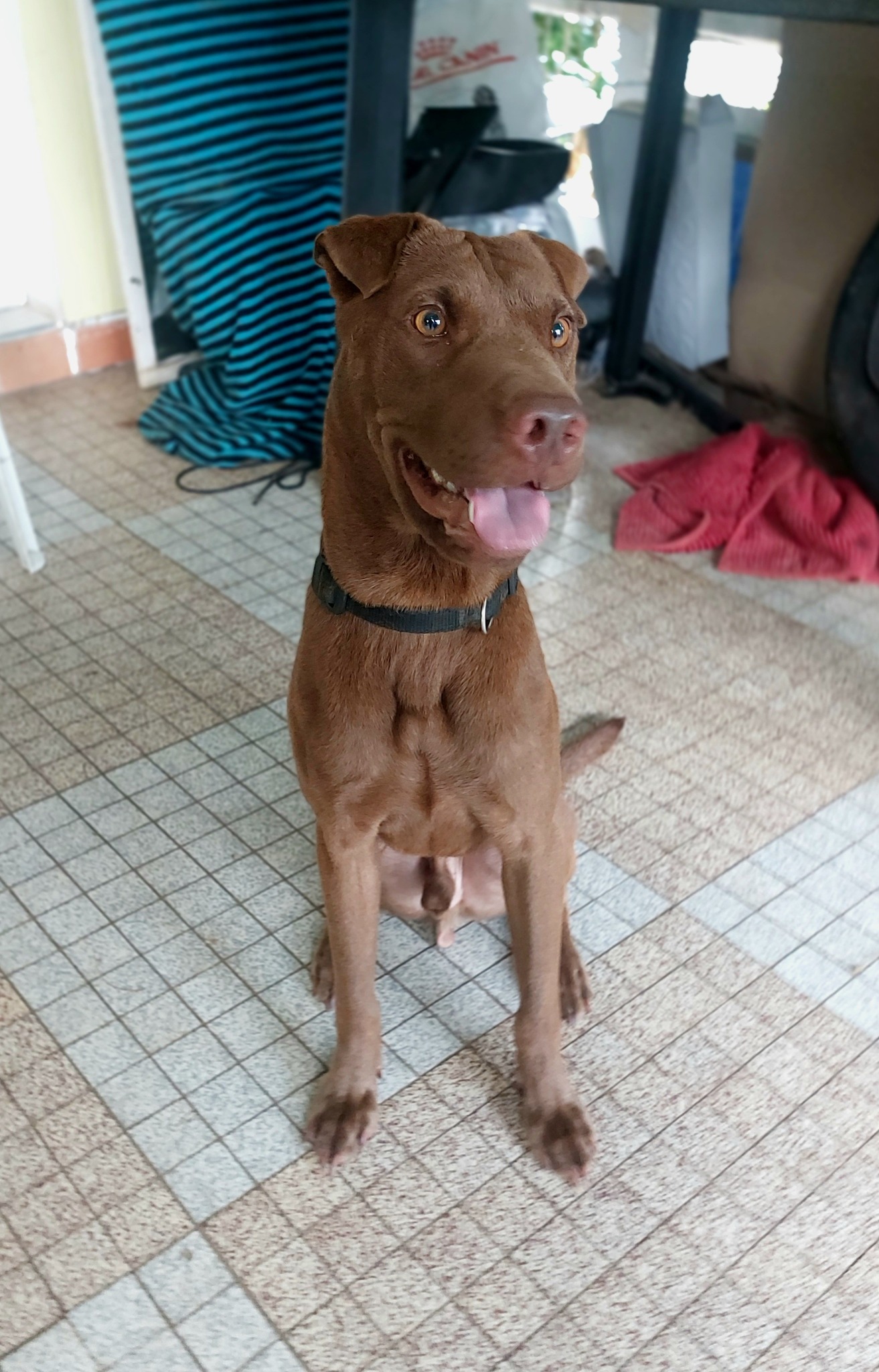 Pollux, mâle croisé shar pei, né le 03/06/2024🐶