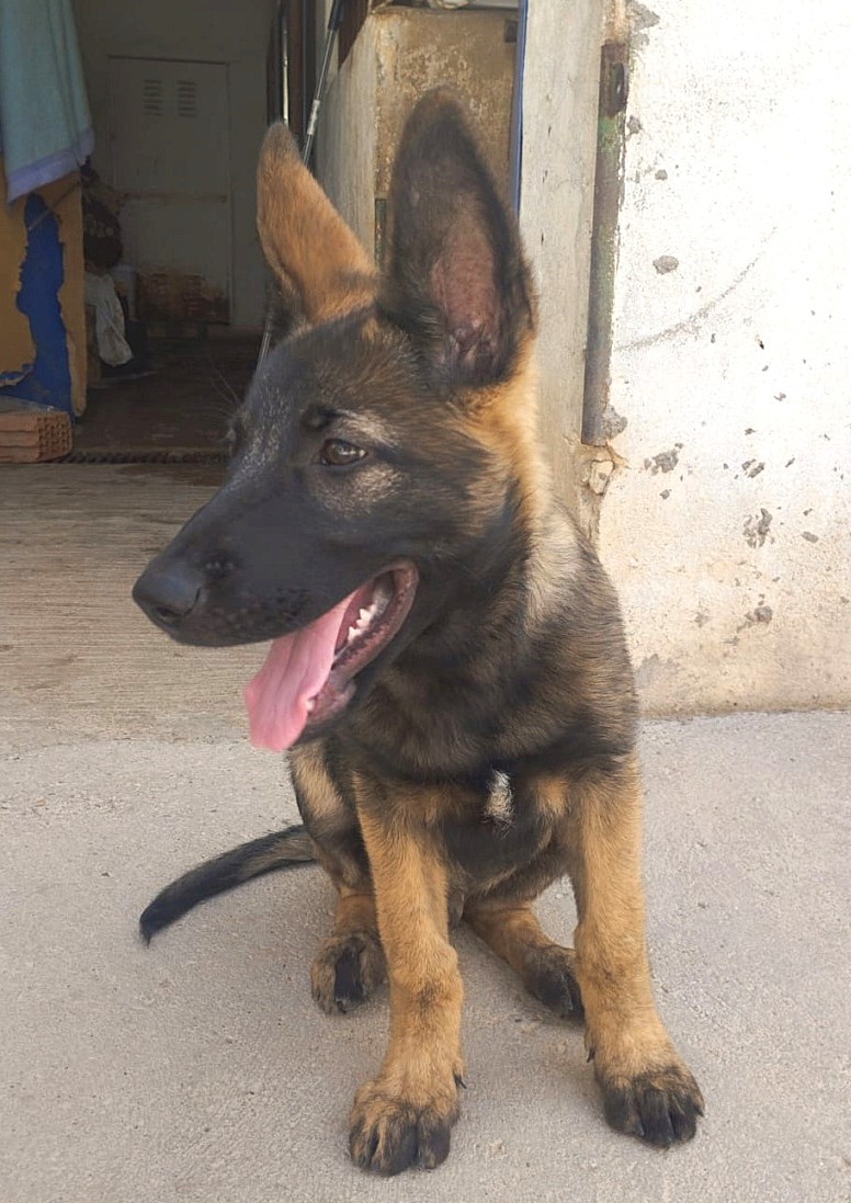 BRUNO, superbe chiot Malinois mâle de 4 mois
