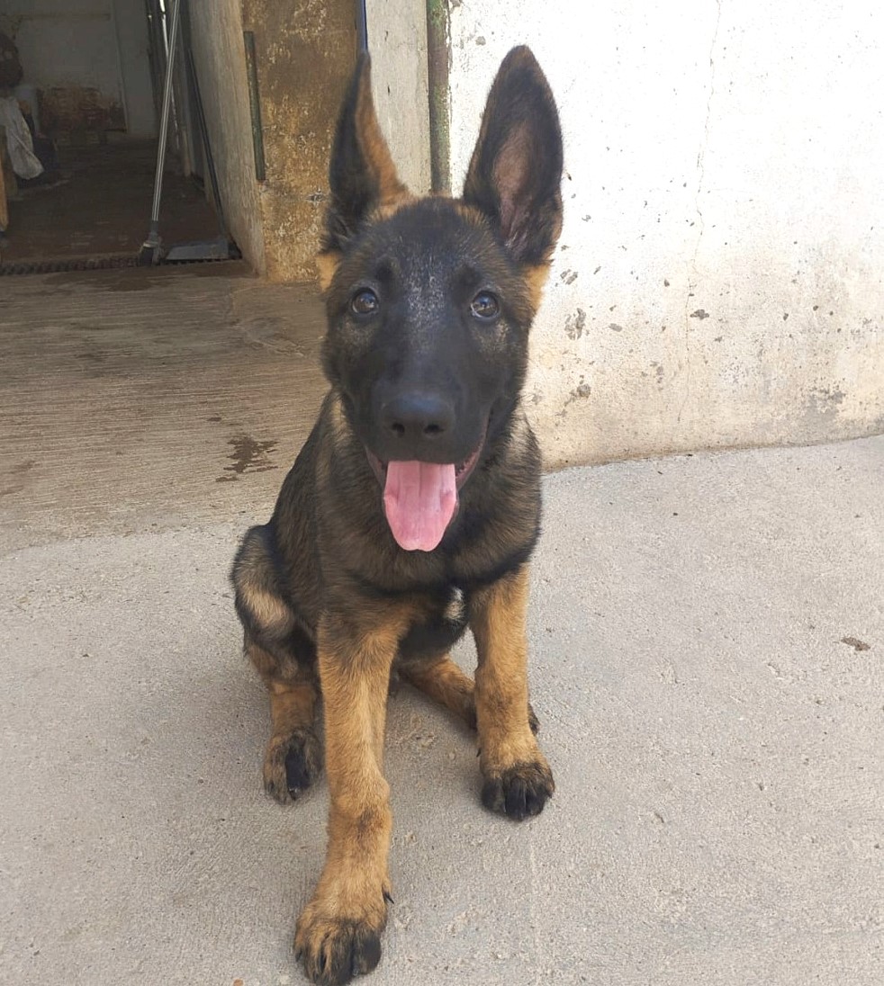 BRUNO, superbe chiot Malinois mâle de 4 mois