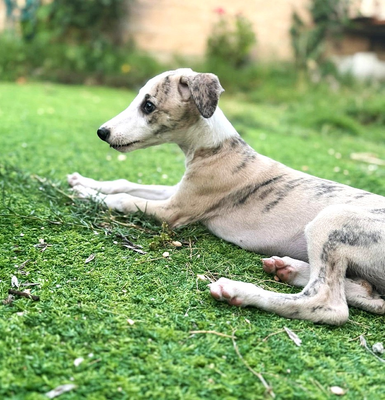 GINEBRA, bébé Galga trop craquante