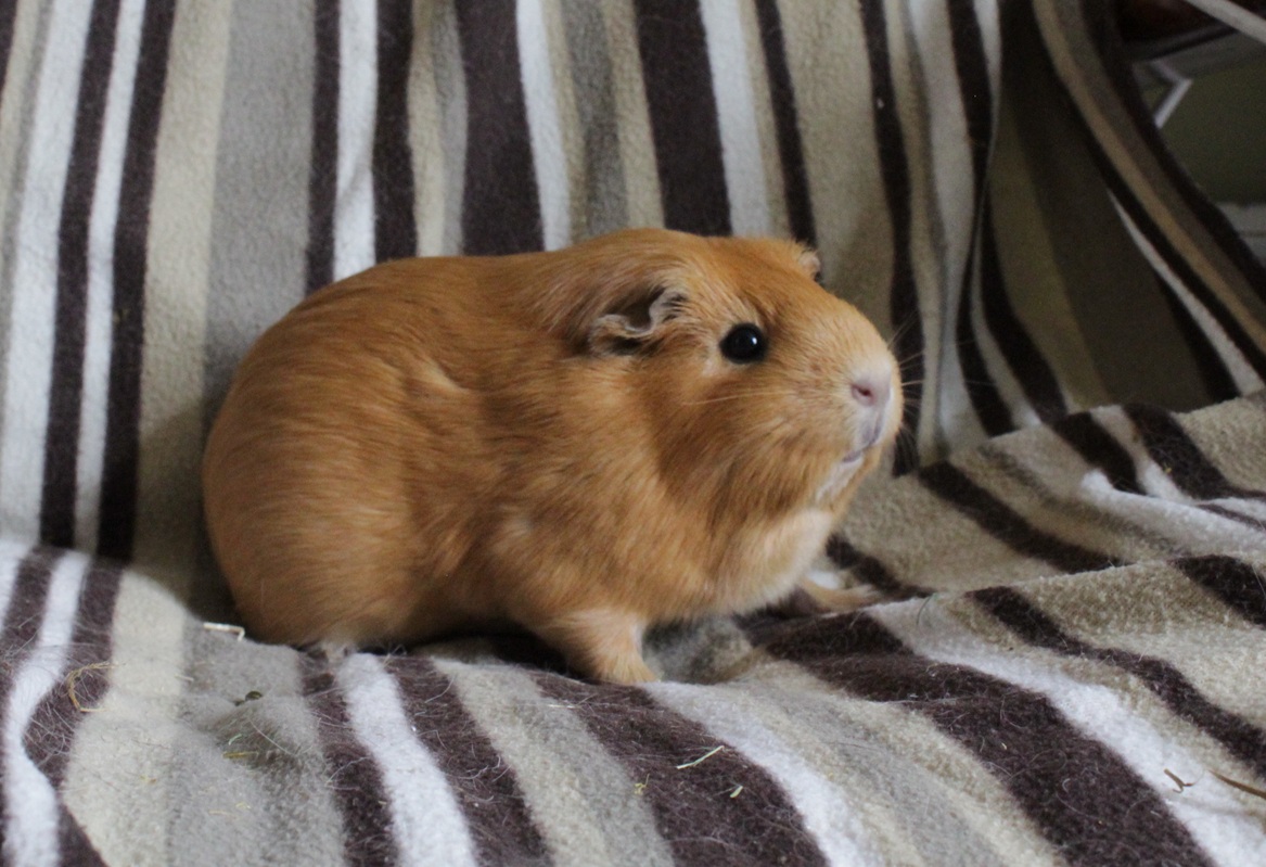Lila, cochon d'Inde femelle
