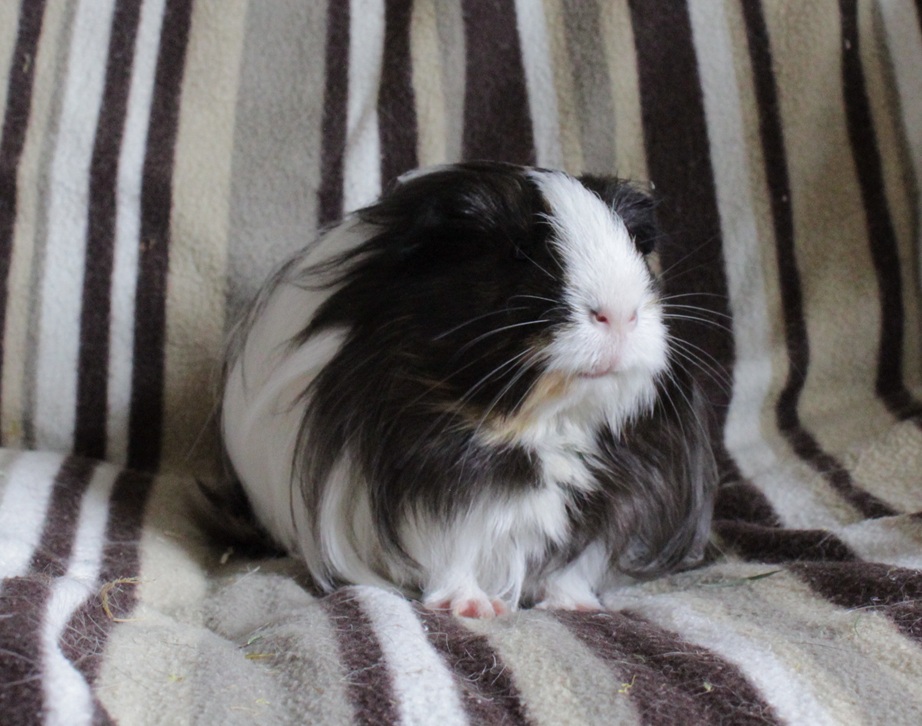 Casper, cochon d'Inde
