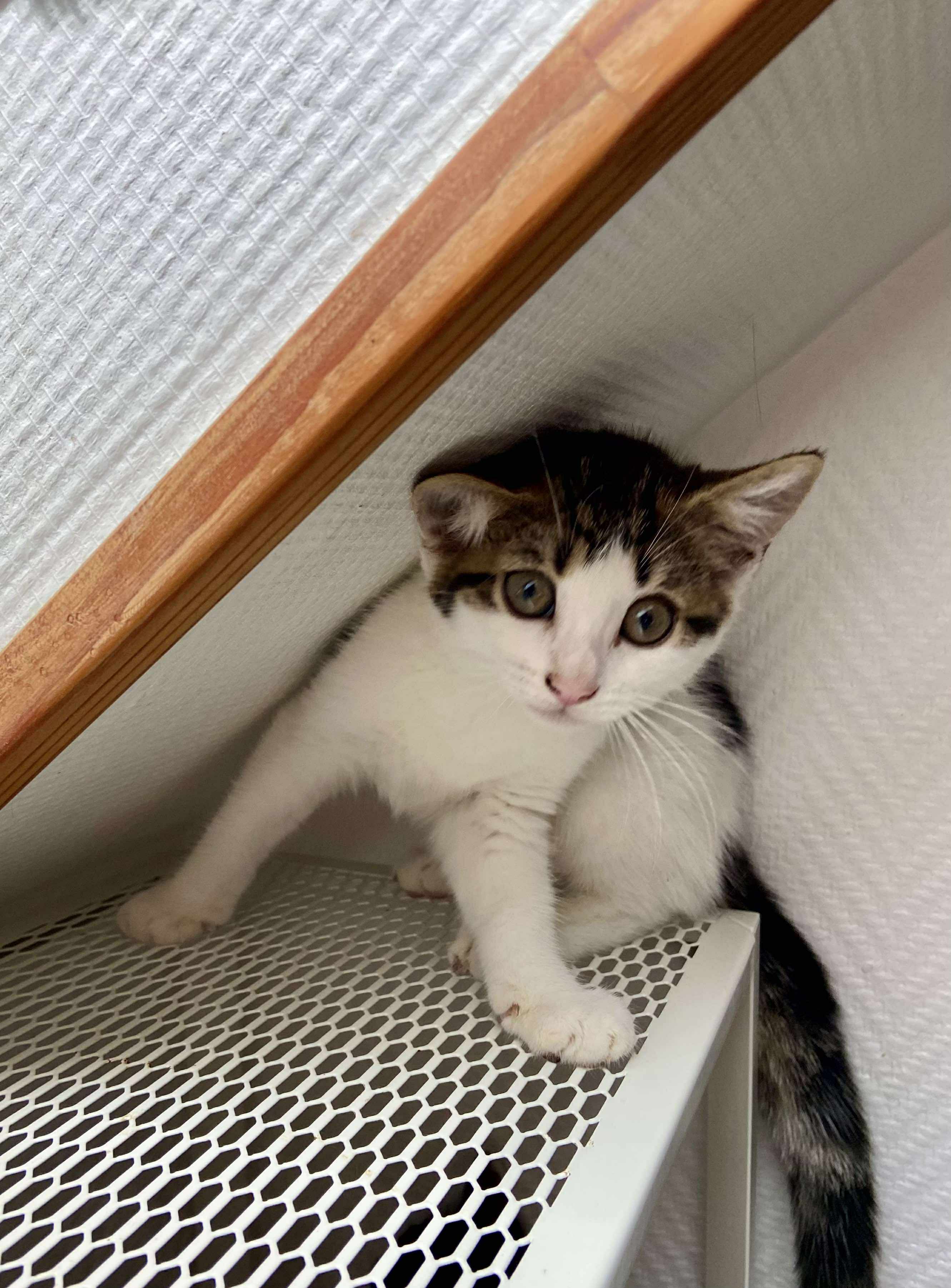 Penelope