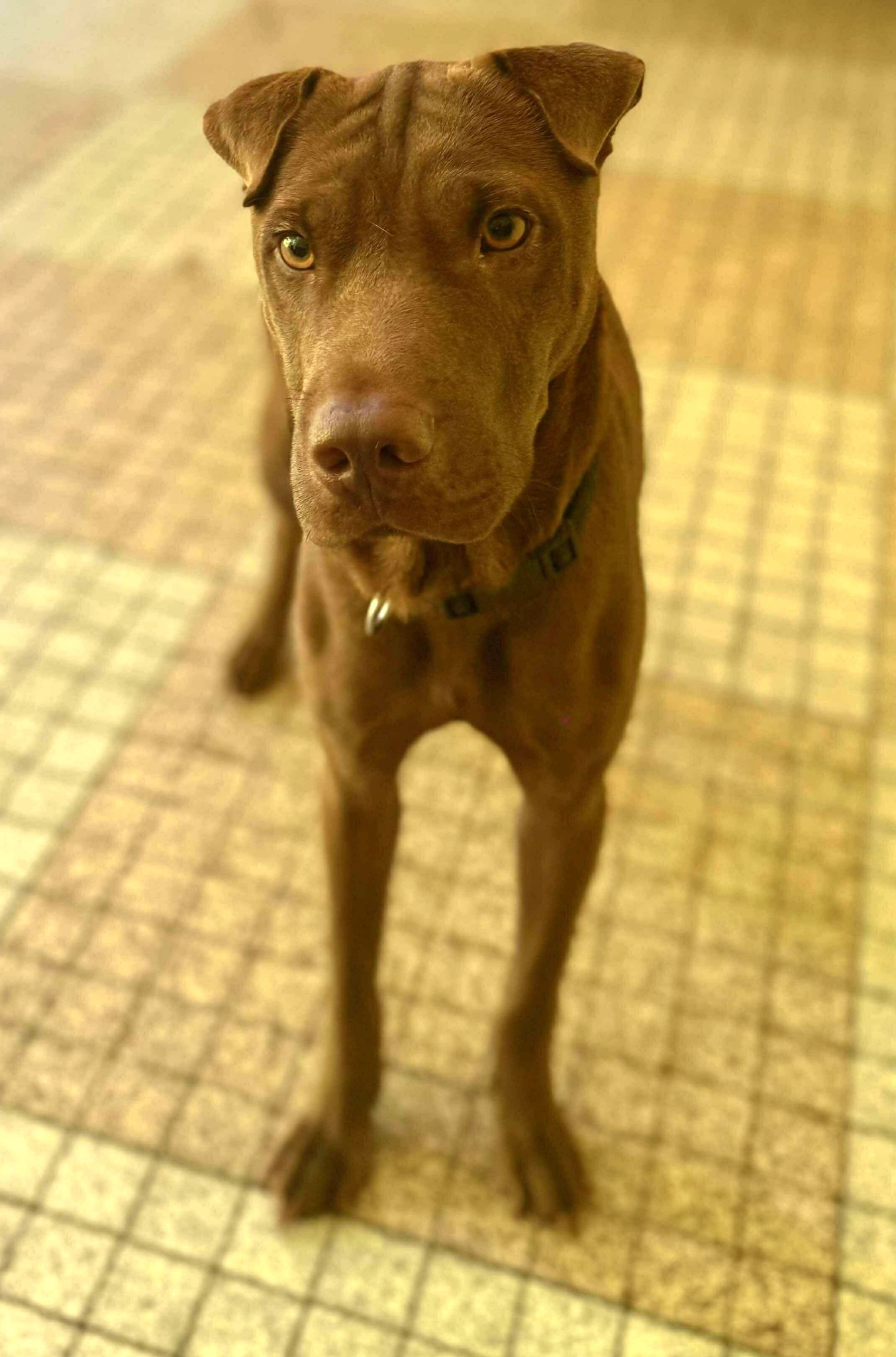 Pollux, mâle croisé shar pei, né le 03/06/2024🐶