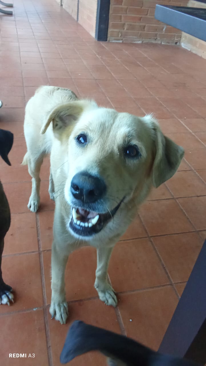 LILI